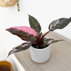 Marble Pink Princess House Plant 6cm Pot