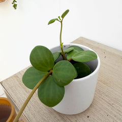 Peperomia Hope Radiator House Plant 6cm Pot