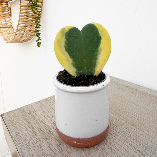 Variegated Hoya Kerri Heart House Plant 6cm Pot