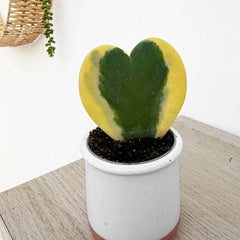 Variegated Hoya Kerri Heart House Plant 6cm Pot