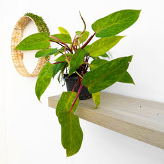 50 - 65cm Philodendron Painted Lady House Plant 17cm Pot