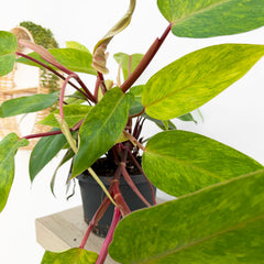 50 - 65cm Philodendron Painted Lady House Plant 17cm Pot