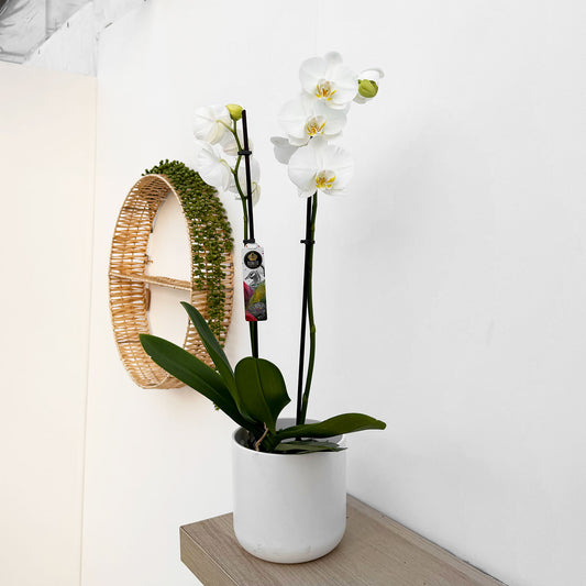 30 - 40cm White Orchid Phalaenopsis Twin Stem 12cm Pot