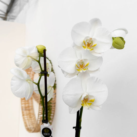 30 - 40cm White Orchid Phalaenopsis Twin Stem 12cm Pot