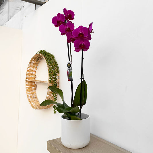 30 - 40cm Purple Orchid Phalaenopsis Twin Stem 12cm Pot