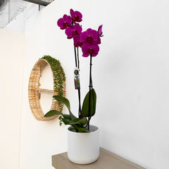 30 - 40cm Purple Orchid Phalaenopsis Twin Stem 12cm Pot