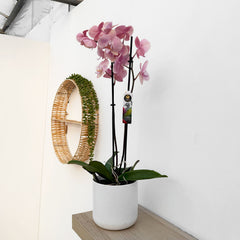 30 - 40cm Pink Orchid Phalaenopsis Twin Stem 12cm Pot