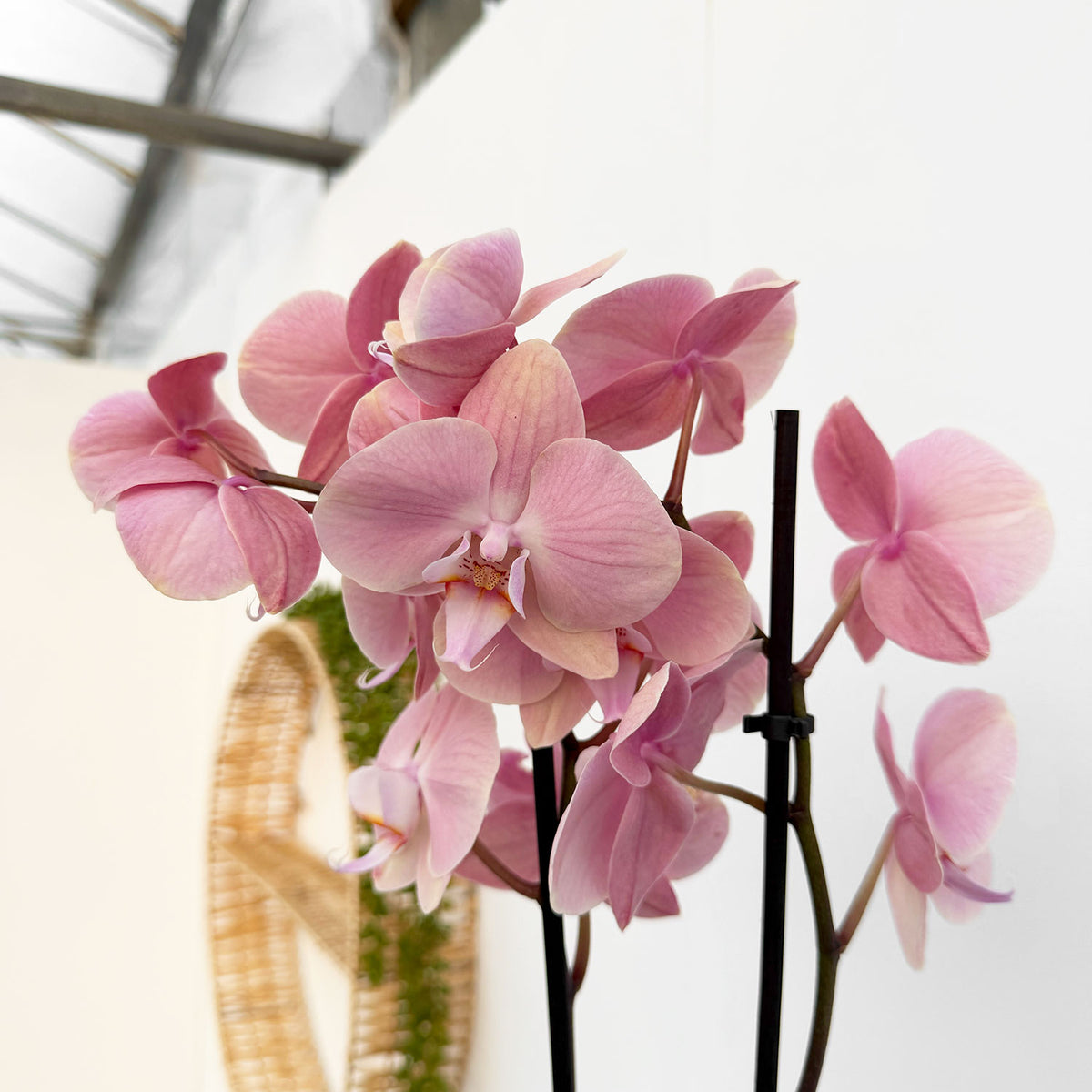 30 - 40cm Pink Orchid Phalaenopsis Twin Stem 12cm Pot