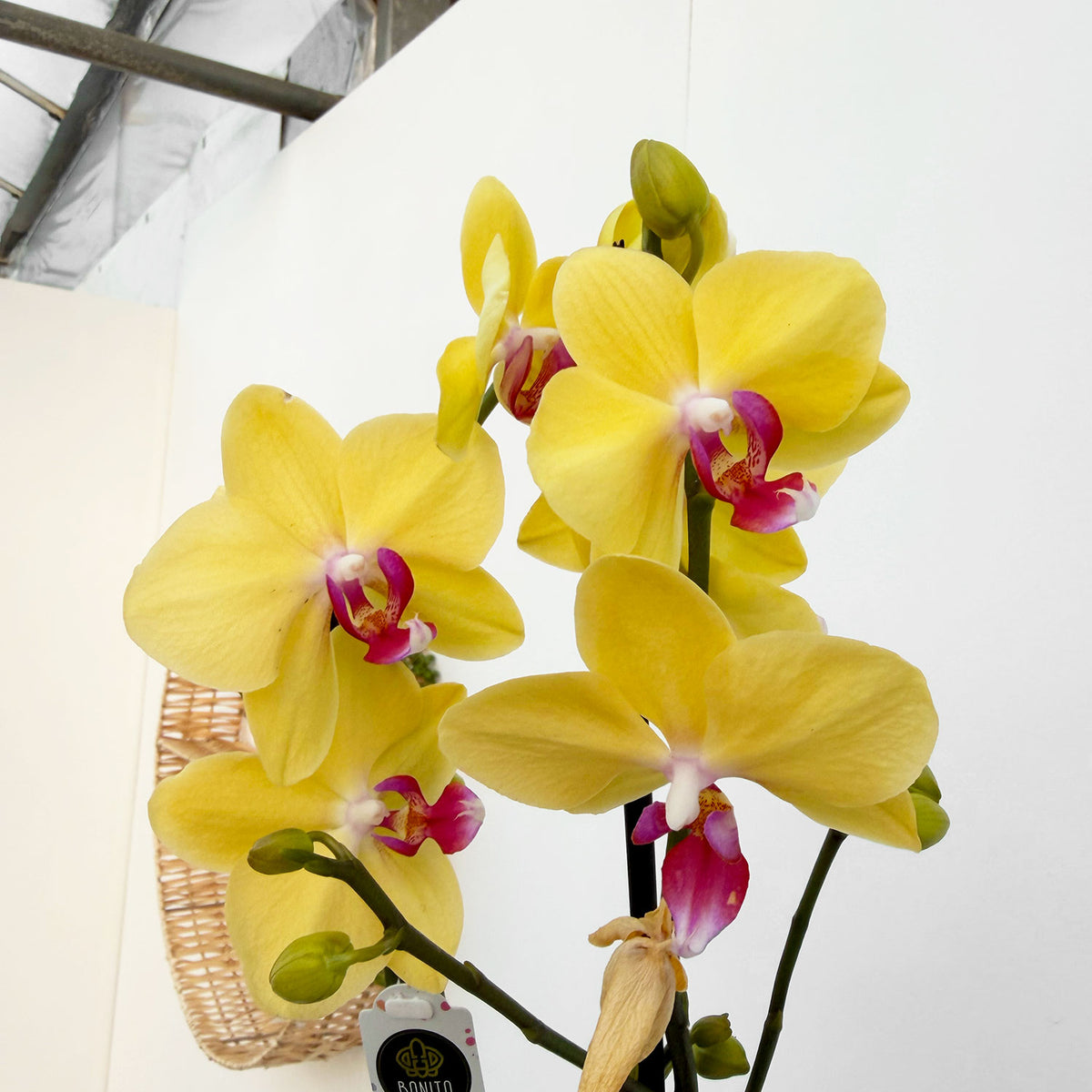 30 - 40cm Yellow Orchid Phalaenopsis Twin Stem 12cm Pot