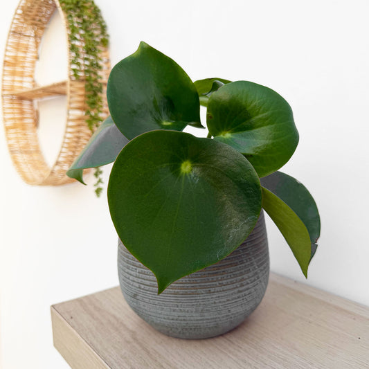 15 - 25cm Peperomia Polybotrya Raindrop 12cm Pot House Plant