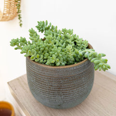 10 - 15cm Sedum Burrito House Plant 12cm Pot