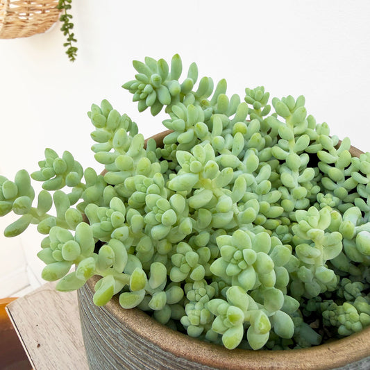 10 - 15cm Sedum Burrito House Plant 12cm Pot