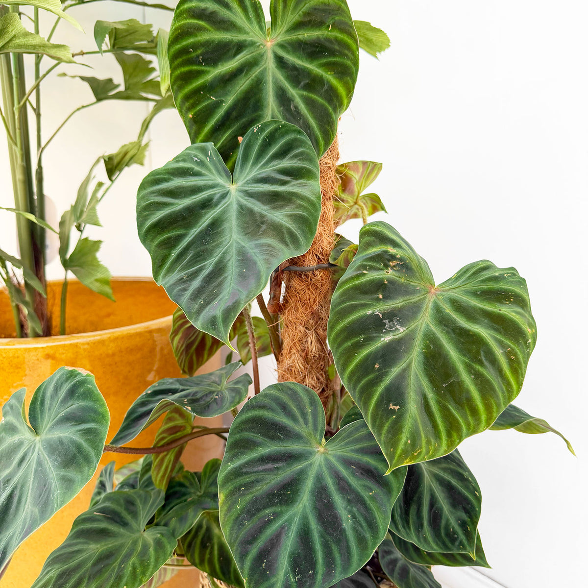 50 - 60cm Philodendron Verrucosum Mosspole 17cm Pot House Plant