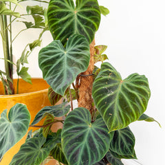 50 - 60cm Philodendron Verrucosum Mosspole 17cm Pot House Plant