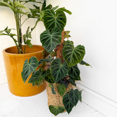 50 - 60cm Philodendron Verrucosum Mosspole 17cm Pot House Plant