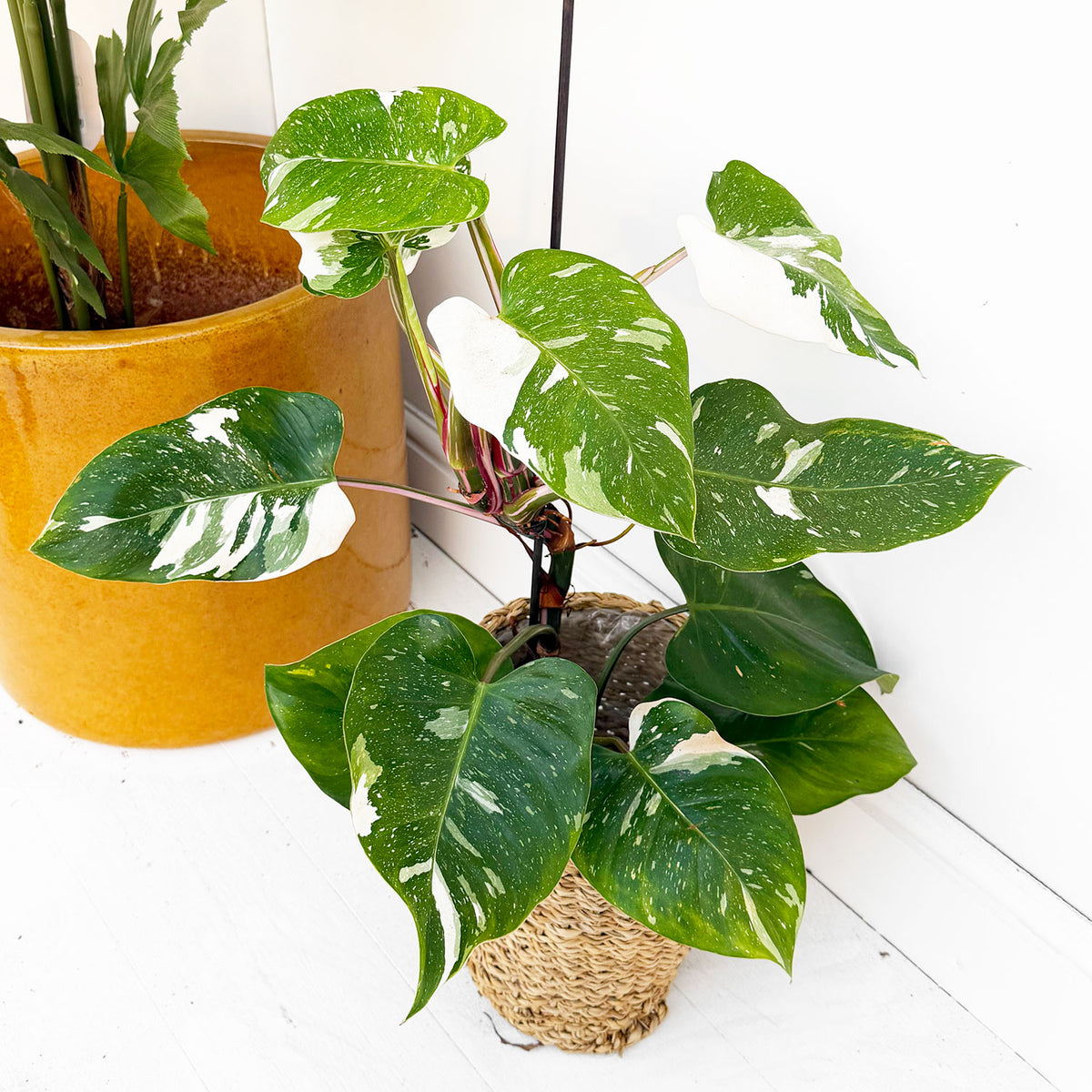 White Princess Philodendron 17cm Pot House Plant