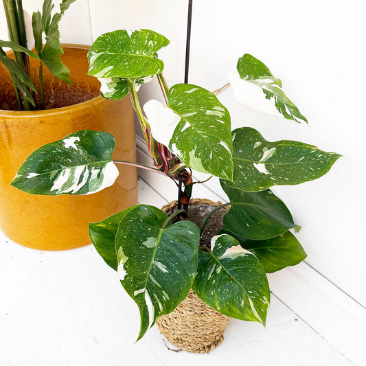 White Princess Philodendron 17cm Pot House Plant
