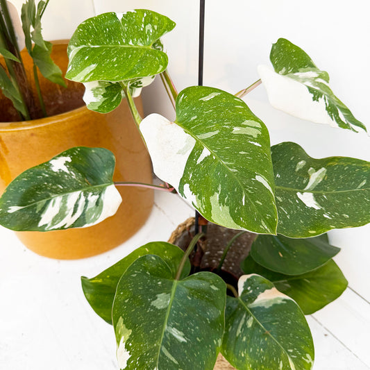 White Princess Philodendron 17cm Pot House Plant