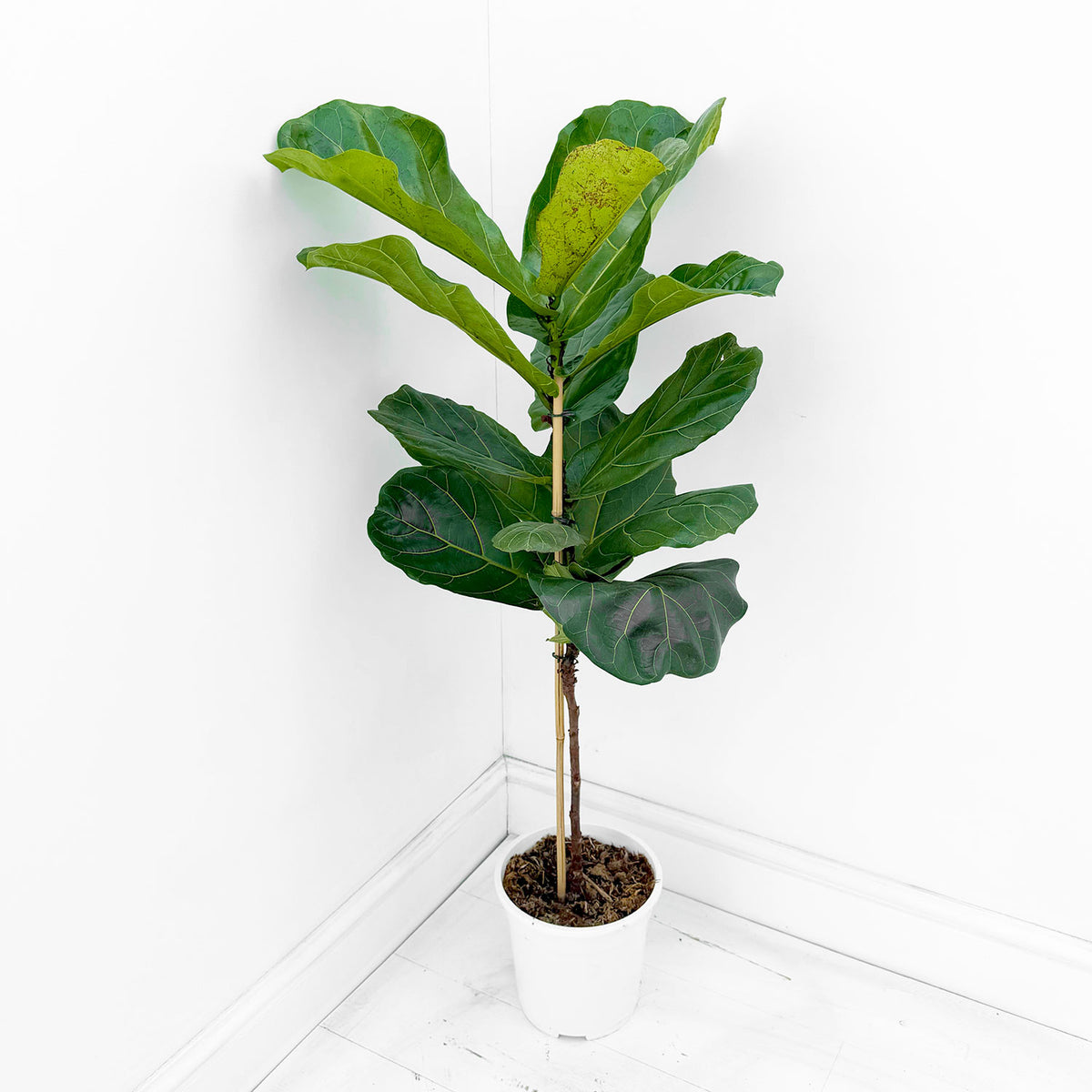 100 - 120cm  Twin Pack Ficus Lyrata Standard Fiddle Leaf Fig 21cm Pot House Plant