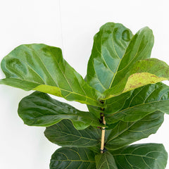 100 - 120cm  Twin Pack Ficus Lyrata Standard Fiddle Leaf Fig 21cm Pot House Plant