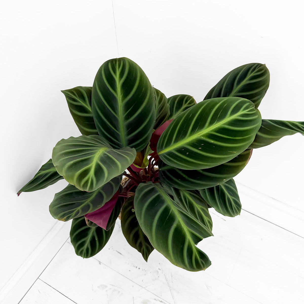 55 - 70cm Calathea Jungle Velvet Prayer Plant 17cm pot