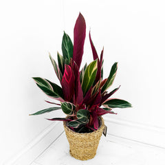 55 - 70cm Calathea Triostar Prayer Plant 19cm pot