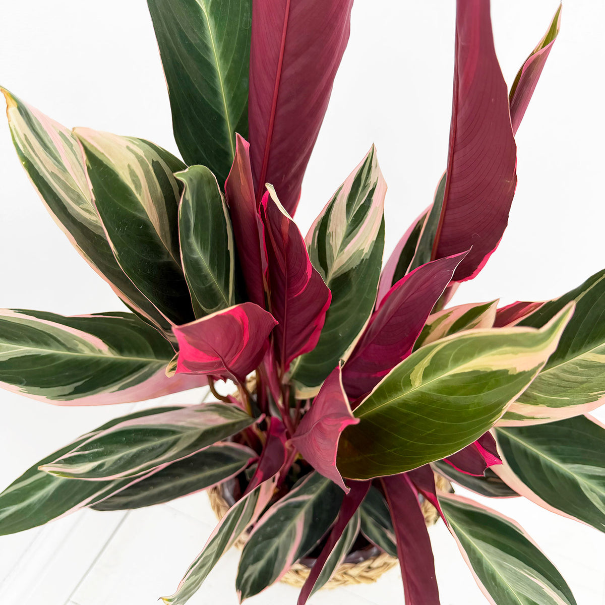 55 - 70cm Calathea Triostar Prayer Plant 19cm pot