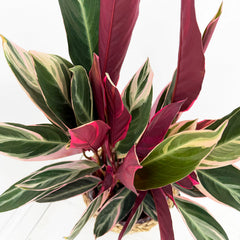 55 - 70cm Calathea Triostar Prayer Plant 19cm pot