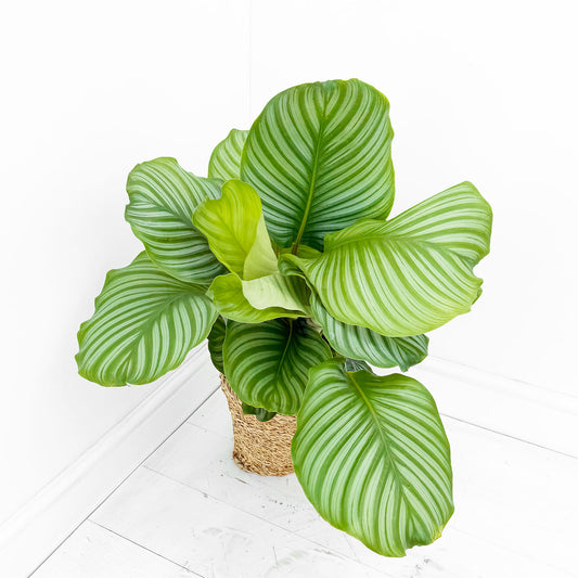 55 - 70cm Calathea Orbifolia Prayer Plant 17cm pot