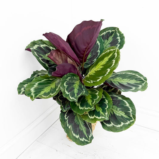 55 - 70cm Calathea Medallion Prayer Plant 17cm pot