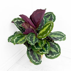 55 - 70cm Calathea Medallion Prayer Plant 17cm pot