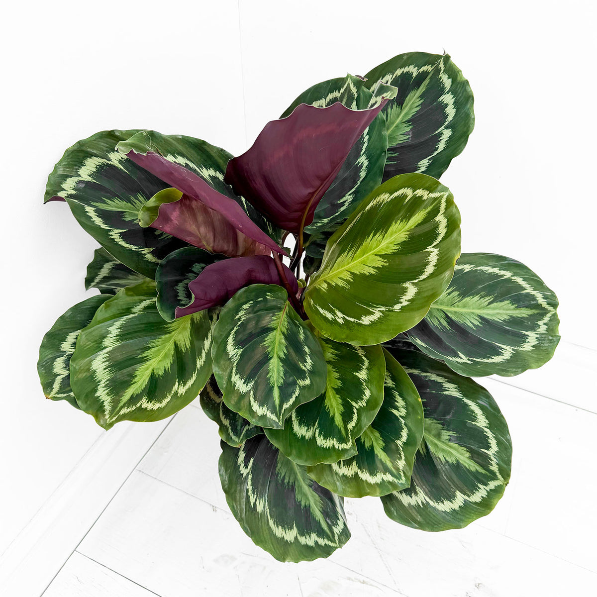 55 - 70cm Calathea Medallion Prayer Plant 17cm pot