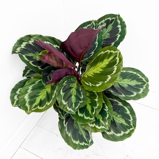 55 - 70cm Calathea Medallion Prayer Plant 17cm pot