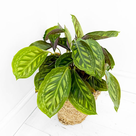 55 - 70cm Calathea Flamestar Prayer Plant 17cm pot