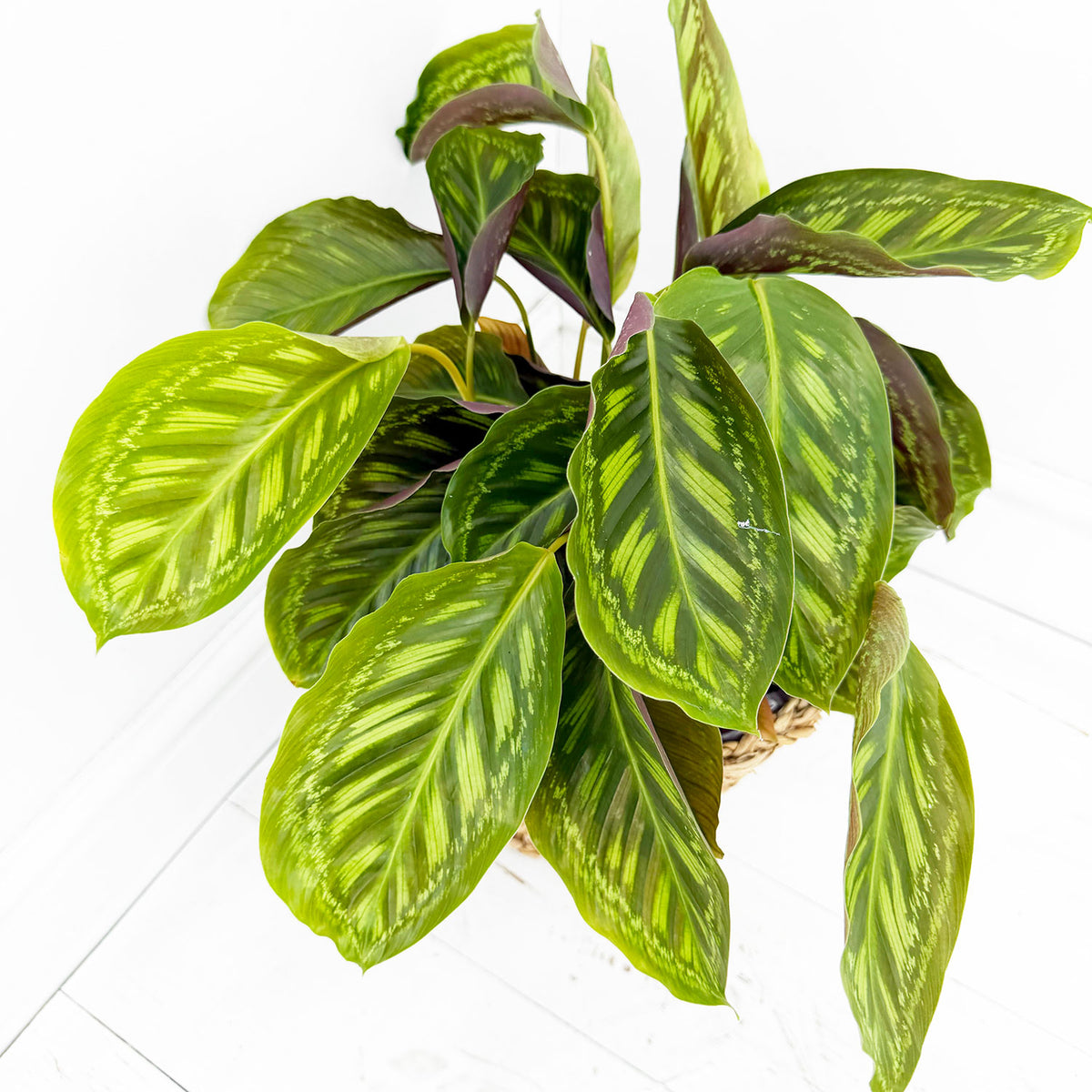 55 - 70cm Calathea Flamestar Prayer Plant 17cm pot