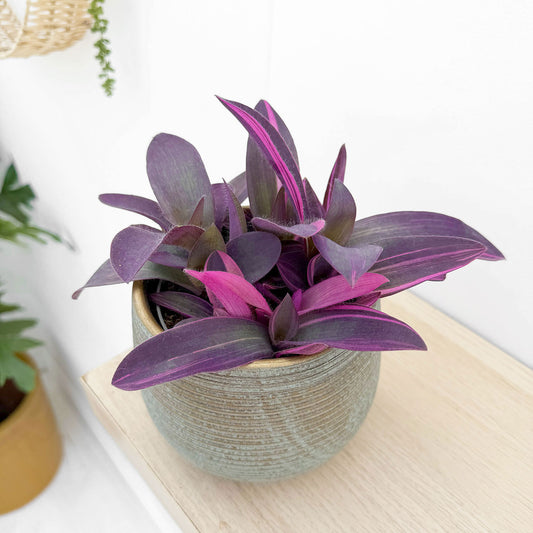 20 - 25cm Tradescantia Purple Heart House Plant 12cm Pot