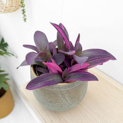 20 - 25cm Tradescantia Purple Heart House Plant 12cm Pot