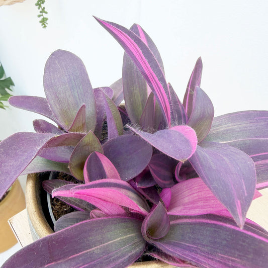 20 - 25cm Tradescantia Purple Heart House Plant 12cm Pot