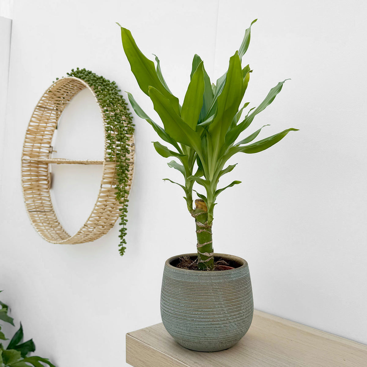 20 - 30cm Dracaena Green 13cm Pot House Plant