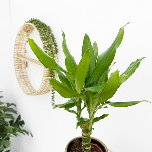 20 - 30cm Dracaena Green 13cm Pot House Plant
