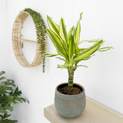 20 - 30cm Dracaena Yellow Stripe 11cm Pot House Plant