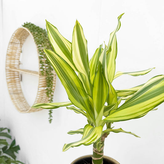 20 - 30cm Dracaena Yellow Stripe 11cm Pot House Plant