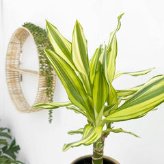 20 - 30cm Dracaena Yellow Stripe 11cm Pot House Plant