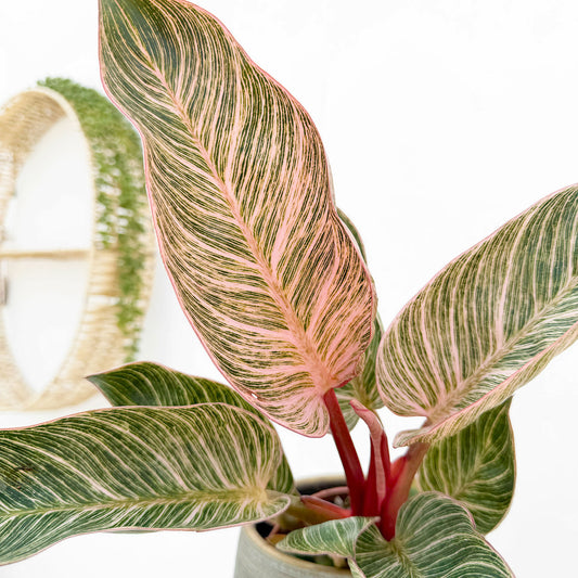 20 - 30cm Philodendron Birkin Dark Form 12cm Pot House Plant