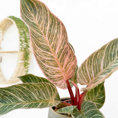 20 - 30cm Philodendron Birkin Dark Form 12cm Pot House Plant