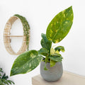 Philodendron Green Congo Hybrid Variegata House Plant 12cm cm Pot