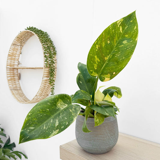 Philodendron Green Congo Hybrid Variegata House Plant 12cm cm Pot