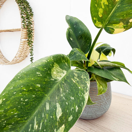Philodendron Green Congo Hybrid Variegata House Plant 12cm cm Pot