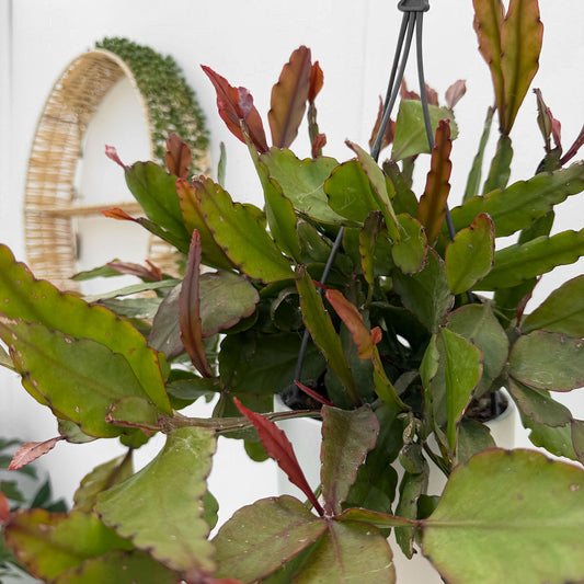 25 - 35cm Rhipsalis Eliptica in Hanging Pot 15cm Pot House Plant