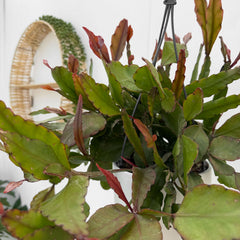 25 - 35cm Rhipsalis Eliptica in Hanging Pot 15cm Pot House Plant